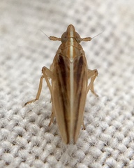 Stenocranus minutus