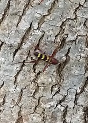 Neoclytus acuminatus