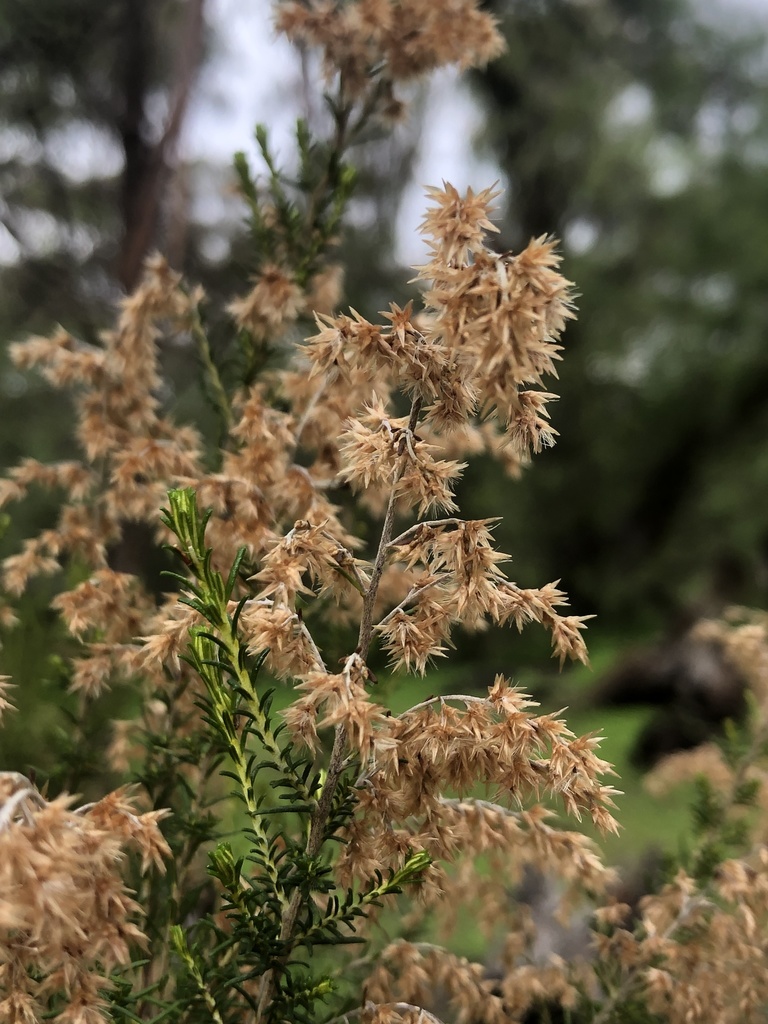 Sifton Bush from Maldon Historic Reserve, Maldon, VIC, AU on July 05, 2021 at 0221 PM by