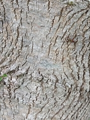 Neoclytus acuminatus