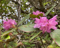 Rhododendron smokianum