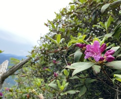 Rhododendron smokianum