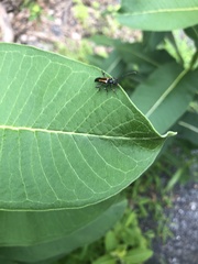 Strangalepta abbreviata