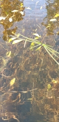 Potamogeton amplifolius