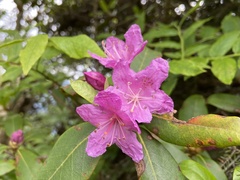Rhododendron smokianum