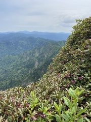 Rhododendron smokianum