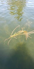 Potamogeton crispus