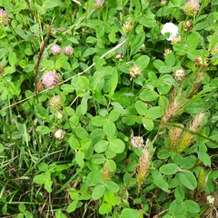 Trifolium fragiferum