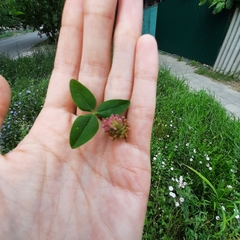 Trifolium fragiferum