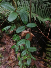 Boquila trifoliolata