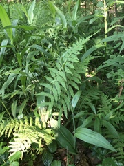 Platanthera ciliaris