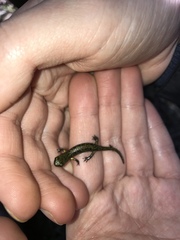 Aneides flavipunctatus