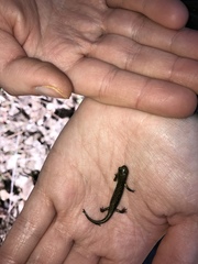 Aneides flavipunctatus