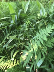 Platanthera ciliaris