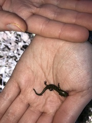 Aneides flavipunctatus