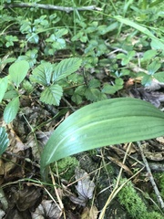 Platanthera ciliaris
