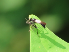 Eudioctria brevis
