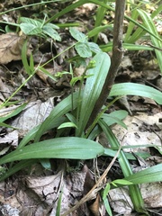 Platanthera clavellata