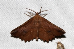 Euchlaena johnsonaria