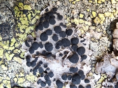 Umbilicaria cylindrica