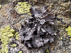 Umbilicaria cylindrica
