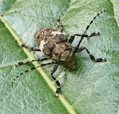 Aegomorphus quadrigibbus