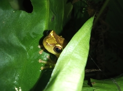Dendropsophus sarayacuensis