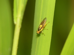 Chlorops