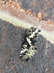 Syngrapha rectangula