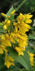 Lysimachia vulgaris