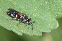 Epinysson bellus