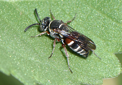 Epinysson bellus