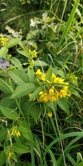 Lysimachia vulgaris