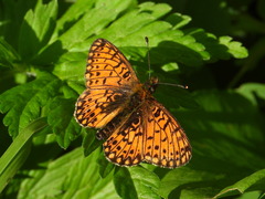 Boloria selene