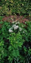 Filipendula ulmaria