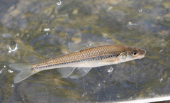 Notropis dorsalis