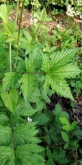 Filipendula ulmaria