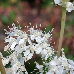 Filipendula ulmaria