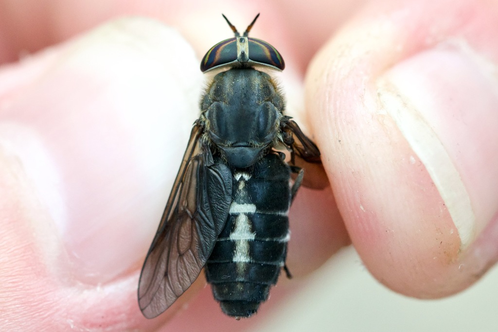 Comrade Horse Fly