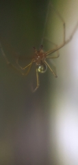 Enoplognatha ovata