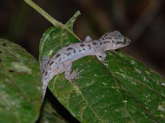 Cyrtodactylus miriensis