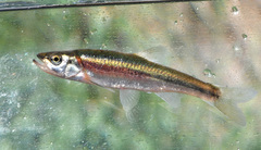 Clinostomus elongatus