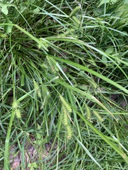 Carex baileyi