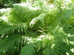 Athyrium distentifolium