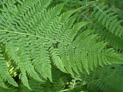 Athyrium distentifolium