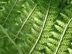 Athyrium distentifolium