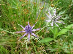 Eryngium hookeri