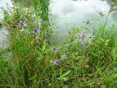 Eryngium hookeri