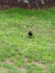 Turdus merula