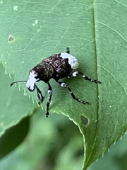 Eurymycter